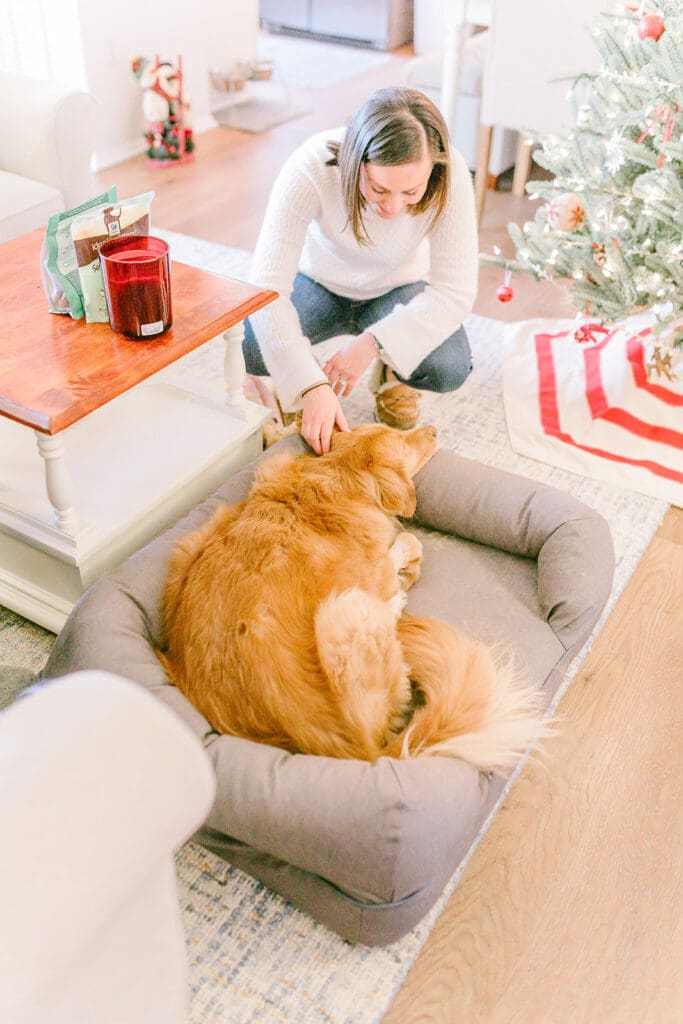 Richmond pet photography memorial session with a family and their golden retriever enjoying their final days together.