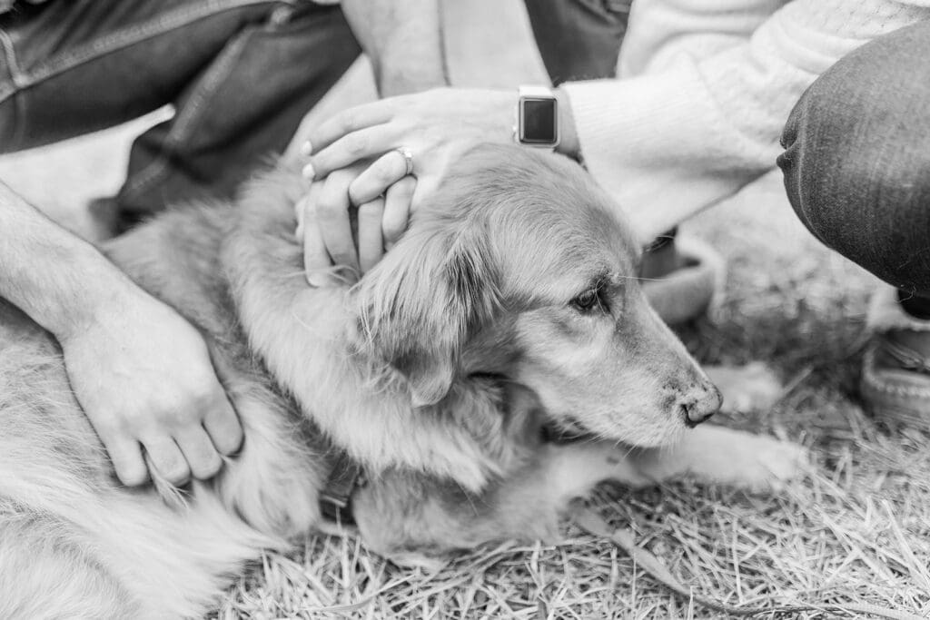 Richmond pet photography memorial session with a family and their golden retriever enjoying their final days together.