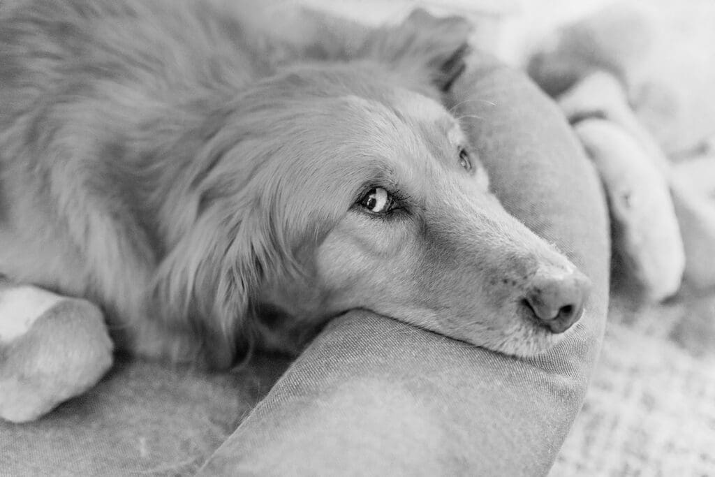 Richmond pet photography memorial session with a family and their golden retriever enjoying their final days together.