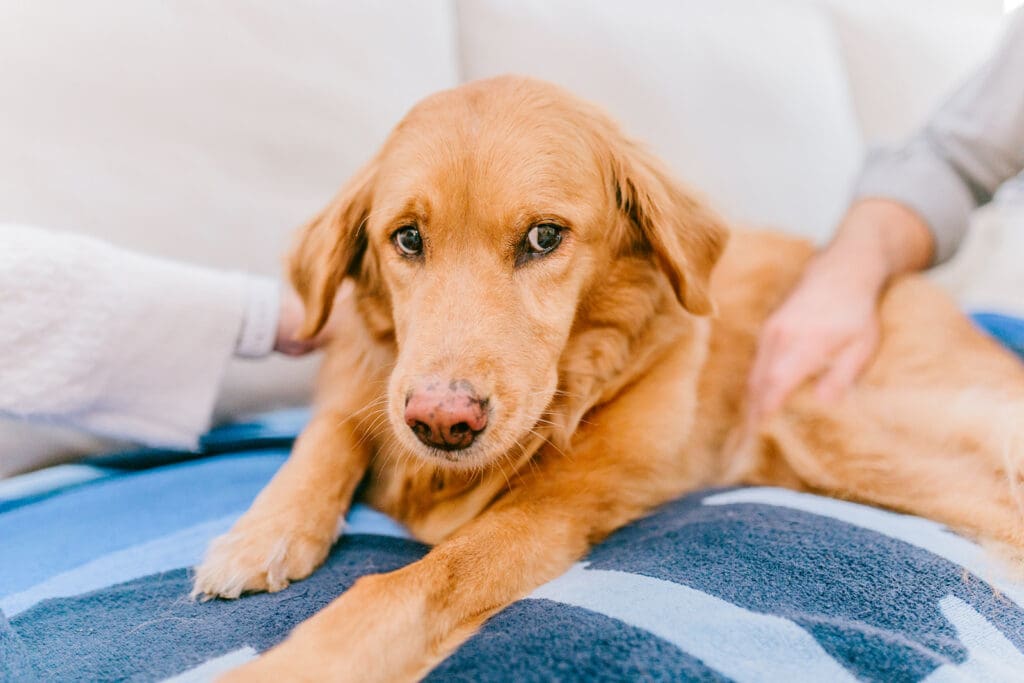 Richmond pet photography memorial session with a family and their golden retriever enjoying their final days together.