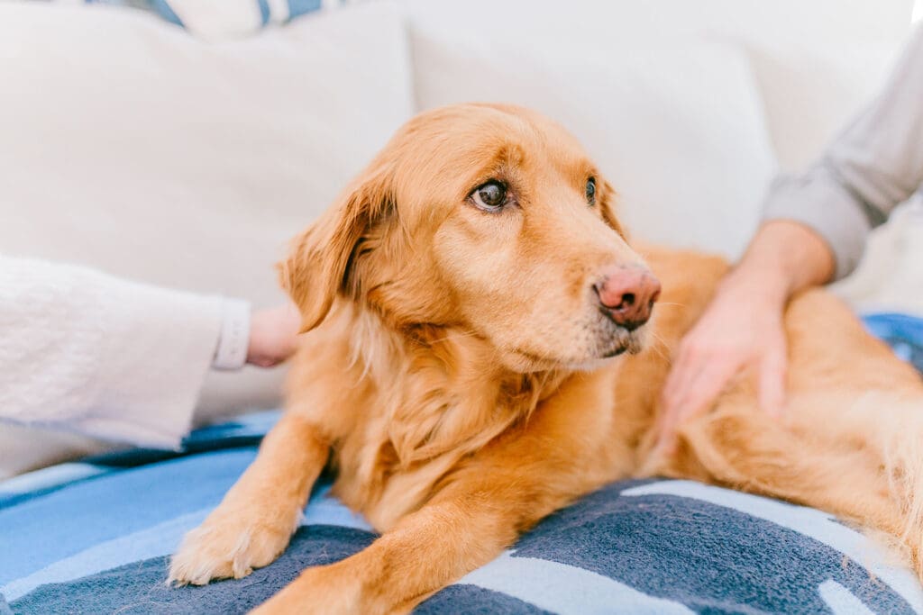 Richmond pet photography memorial session with a family and their golden retriever enjoying their final days together.