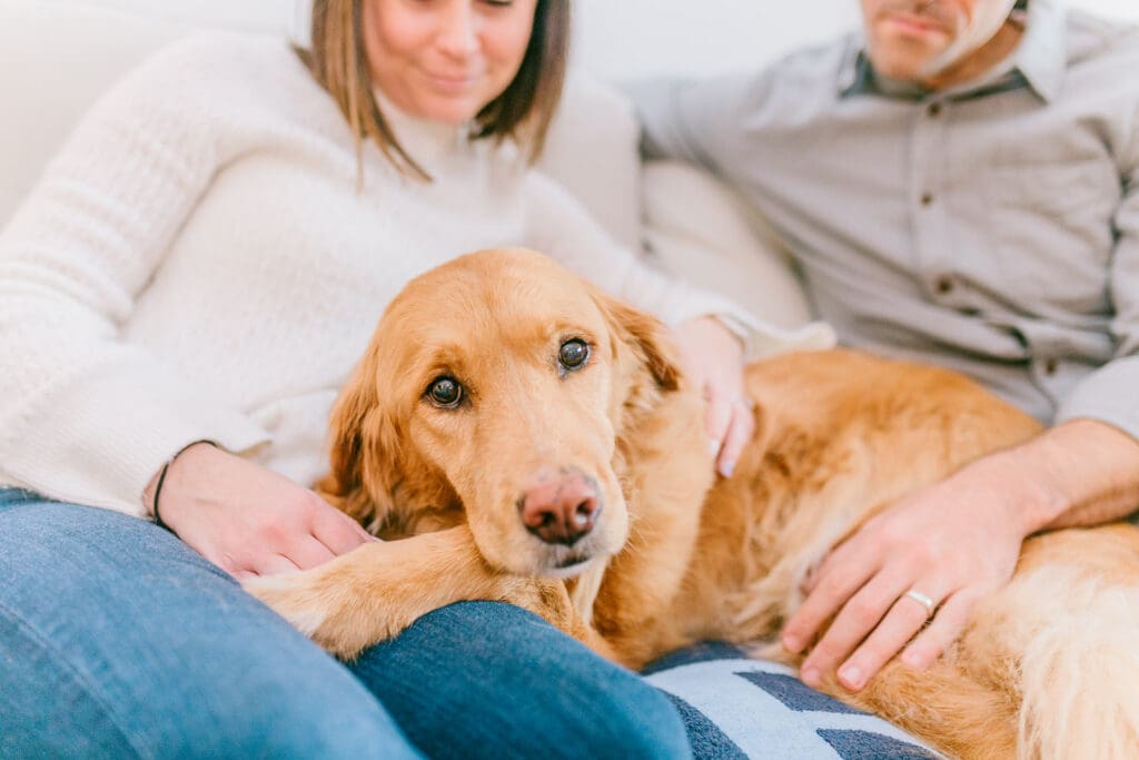 Richmond pet photography memorial session with a family and their golden retriever enjoying their final days together.