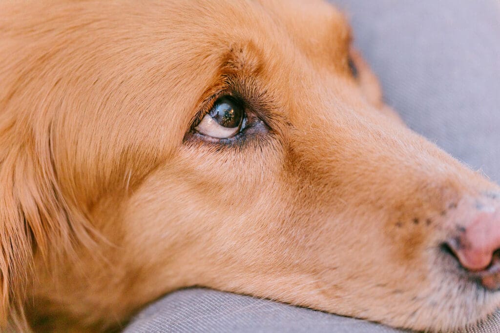 Richmond pet photography memorial session with a family and their golden retriever enjoying their final days together.