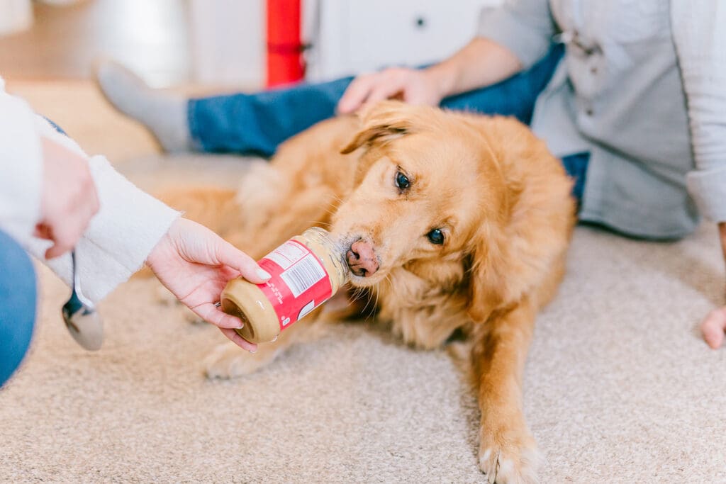 Richmond pet photography memorial session with a family and their golden retriever enjoying their final days together.