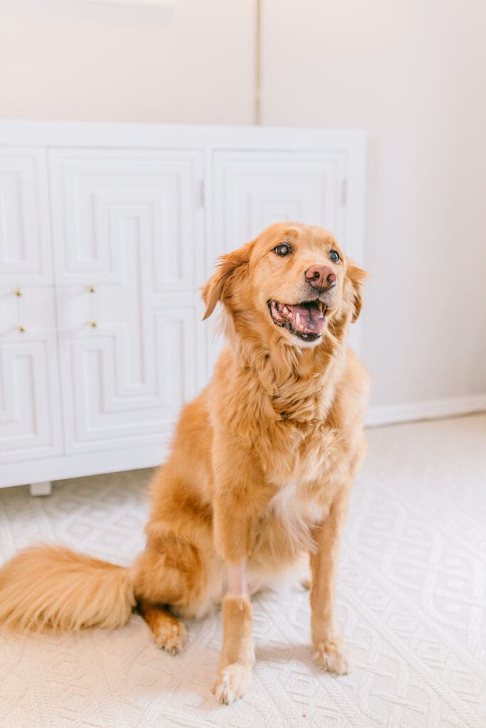 Richmond pet photography memorial session with a family and their golden retriever enjoying their final days together.