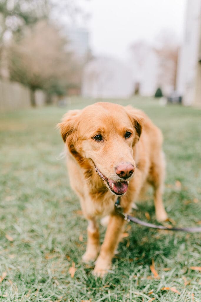 Richmond pet photography memorial session with a family and their golden retriever enjoying their final days together.