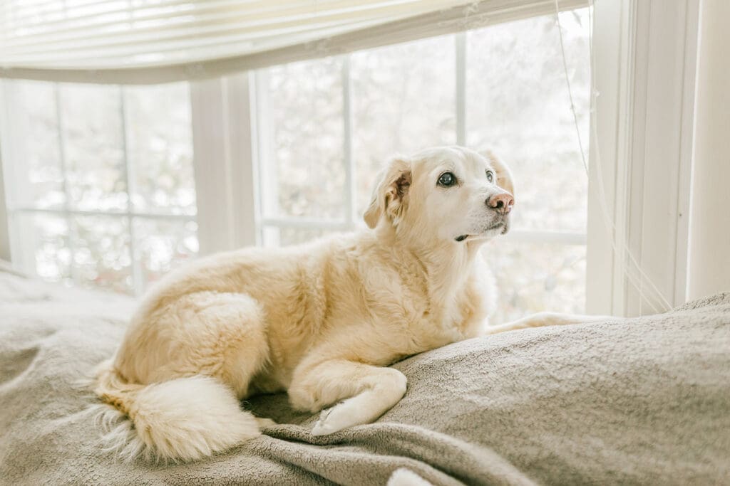 March maternity session in Williamsburg featuring the Sabo family in their cozy home and baby's nursery.