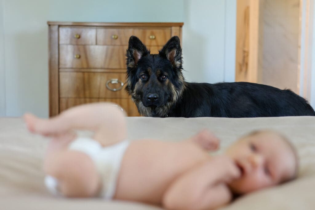 Richmond newborn photographer session featuring baby Cooper and his family in their sunlit Rockville home with their dog Riley