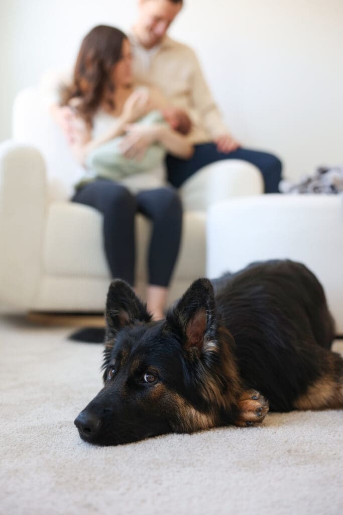 Richmond newborn photographer session featuring baby Cooper and his family in their sunlit Rockville home with their dog Riley